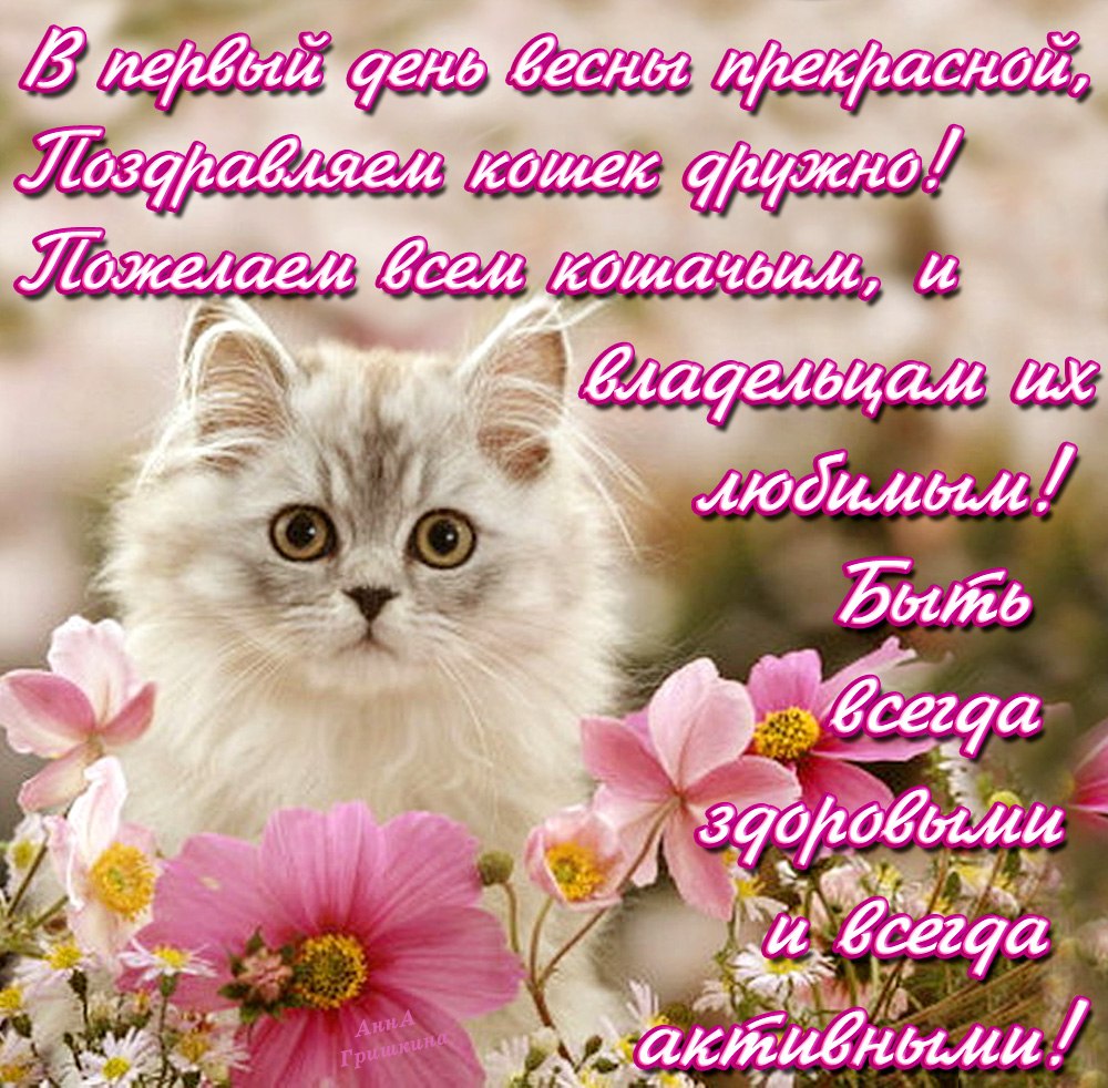 Кошки поздравления с днем Кошки поздравления с днем